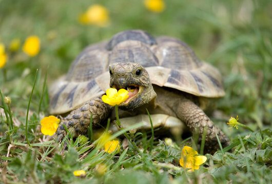 Hermann's Tortoise