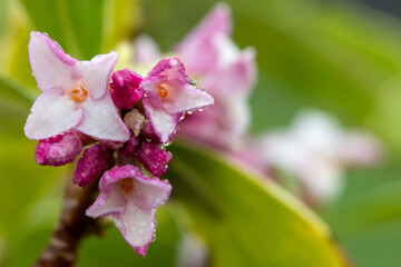 Macro shot of perfume princess Daphne flowers in bloom