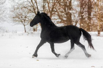 Fototapeta na wymiar male Friesian horse snow flies from his hooves