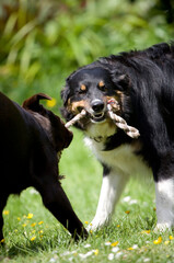 Dogs Playing