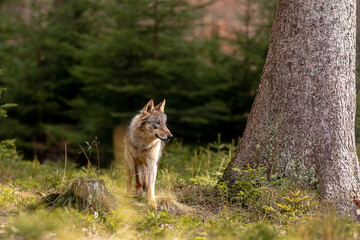 male gray wolf (Canis lupus) comes out of the forest