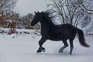 Fototapeta na wymiar male Friesian horse beautiful black contrast on white snow