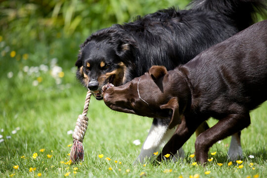 Dogs Playing