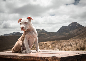 White and brown dog portrait standing on a wood table with a blurred backgroud of a mountain