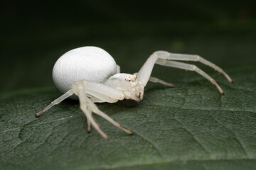 Crab spider on a leaf