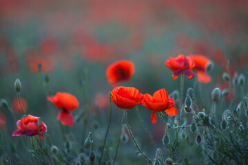 Obraz premium Red poppies close-up on a blurry background. Poppy field. Spring background.