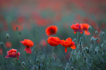 Red poppies close-up on a blurry background. Poppy field. Spring background.