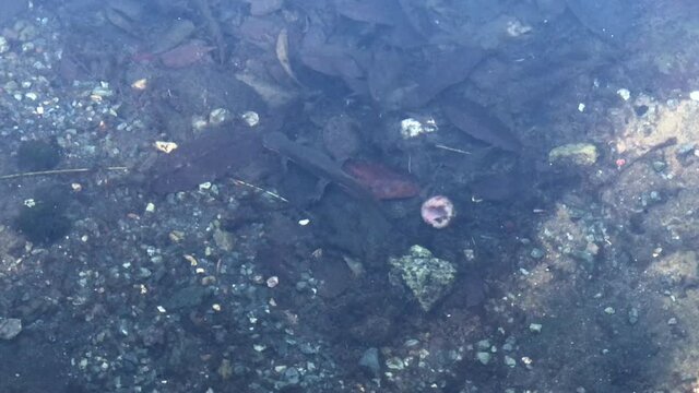 4K HD video of one newt swimming underwater then Gerridae bug, also know as a water strider, skitters quickly across the water.

