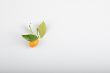 Single kumquat fruit with leaves isolated on white background