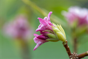 Macro shot of perfume princess Daphne flowers in bloom