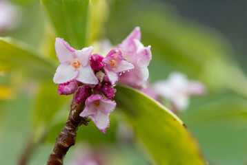 Macro shot of perfume princess Daphne flowers in bloom