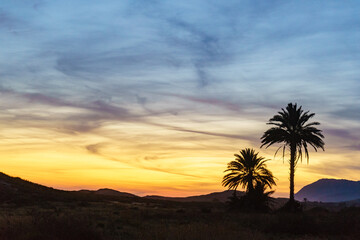 Palm trees against sky after sunset