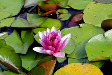 Flower of the Water Lily Attraction, Nymphaeaceae, in summer, Germany, Europe