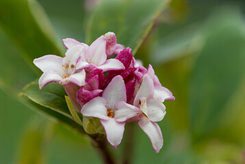 Macro shot of perfume princess Daphne flowers in bloom