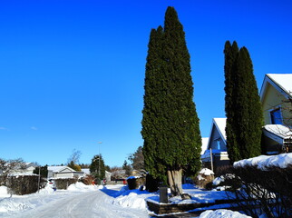 One great and tall green bush called tuja, thuja or arbor vitae. Urban area, Swedish suburban. Nice winter photo with a clear blue sky and plenty of snow on the ground. Stockholm, Sweden, Europe. - obrazy, fototapety, plakaty