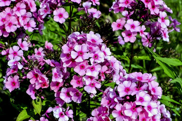 Flowers of the garden phlox - Phlox paniculata - in summer, Germany, Europe