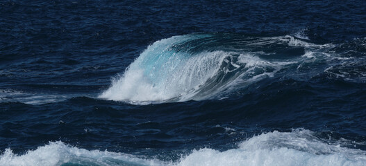 Fototapeta na wymiar humpback whale tail