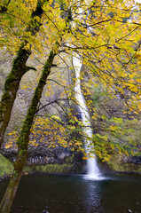 Vertical image of Horse Tail Falls in the Columbia River Gorge National Scenic Area,  Oregon