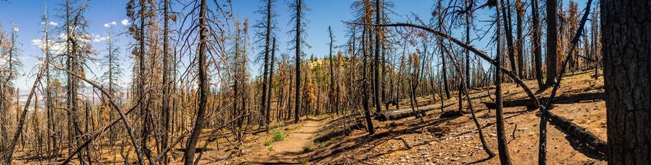 Obraz premium Panorama shot of dead trees in burned forest in Bryce canyon national park at sunny day in Utah, america