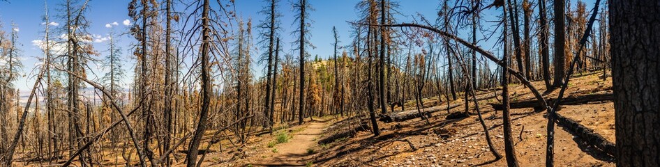 Panorama shot of dead trees in burned forest in Bryce canyon national park at sunny day in Utah, america