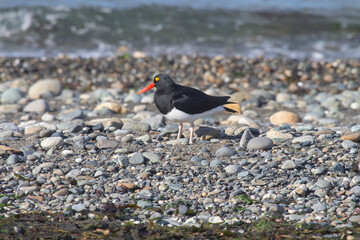 Found on the shores of the Magellan Straits in the southernmost point in Chile is the Magellanic...