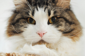 Homemade beautiful cat . Fluffy Kuril Bobtail cat close-up.