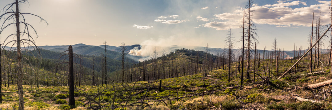 Panorama shot of smoke from nature forest fire and burned trees in Utah at summer, america