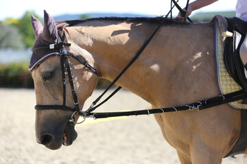 Unknown contestant rides at dressage horse event in riding ground. Head shot close up of a dressage...