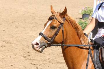 Unknown contestant rides at dressage horse event in riding ground. Head shot close up of a dressage...