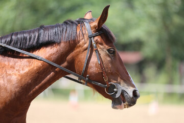 Unknown contestant rides at dressage horse event in riding ground. Head shot close up of a dressage horse during competition event