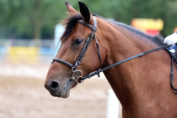 Unknown contestant rides at dressage horse event in riding ground. Head shot close up of a dressage horse during competition event