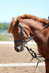 Unknown contestant rides at dressage horse event in riding ground. Head shot close up of a dressage horse during competition event