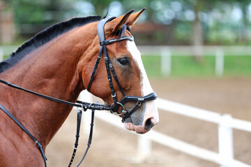 Obraz premium Headshot portrait close up of a beautiful sport horse on show jumping event. Side view head shot of a show jumper horse on natural background