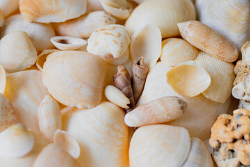 conchas do mar