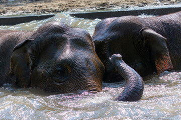 Asian elephants are wrestling in the water