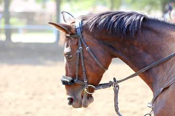 Headshot portrait close up of a beautiful sport horse on show jumping event. Side view head shot of...