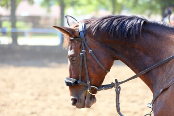 Headshot portrait close up of a beautiful sport horse on show jumping event. Side view head shot of...