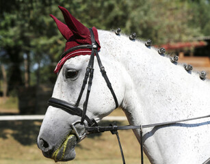 Headshot portrait close up of a beautiful sport horse on show jumping event. Side view head shot of...