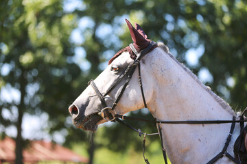 Headshot portrait close up of a beautiful sport horse on show jumping event. Side view head shot of...