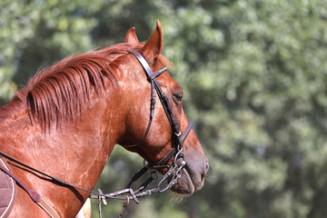 Headshot portrait close up of a beautiful sport horse on show jumping event. Side view head shot of...