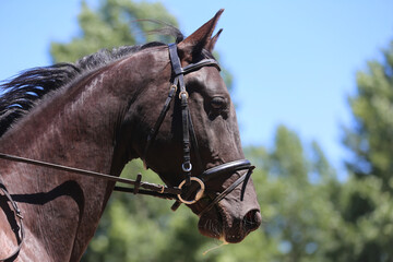 Obraz premium Headshot portrait close up of a beautiful sport horse on show jumping event. Side view head shot of a show jumper horse on natural background