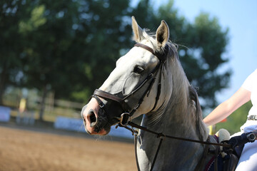 Headshot portrait close up of a beautiful sport horse on show jumping event. Side view head shot of a show jumper horse on natural background