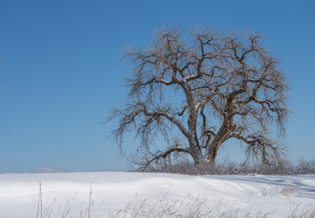 Fototapeta na wymiar Big Leafless Cottonwood Tree Against Blue Sky After Snowfall - Horizontal Format
