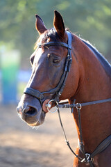 Fototapeta premium Headshot portrait close up of a beautiful sport horse on show jumping event. Side view head shot of a show jumper horse on natural background