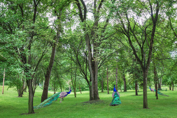 peacocks walking among vibrant green trees in the summer