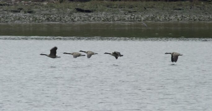 Canadian Geese