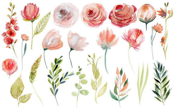 Set of watercolor spring plants: pink and red roses, wildflowers and green branches; hand painted isolated illustrations on a white background