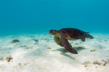 Galapagos Green Sea Turtle (Chelonia mydas agassizi) underwater, Galapagos Islands, Ecuador, Endemic Subspecies