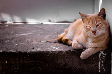 Gato descanzando en escalera