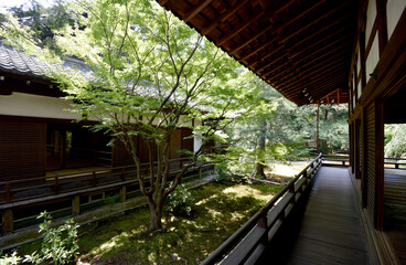 Fototapeta premium 青蓮院門跡 宸殿から小御所を望む 京都市